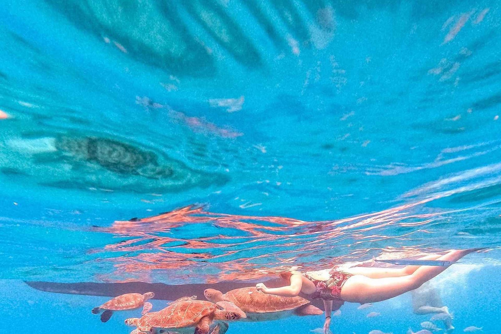Vanuit Mindelo: snorkelen en zwemmen met zeeschildpadden