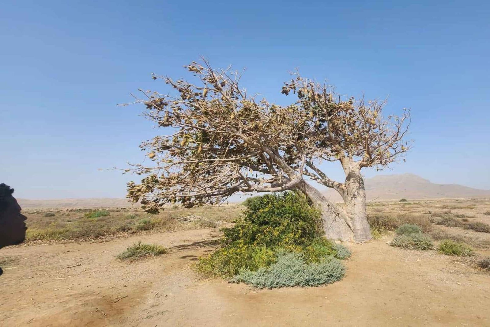 Boa Vista: east coast adventure between nature and culture