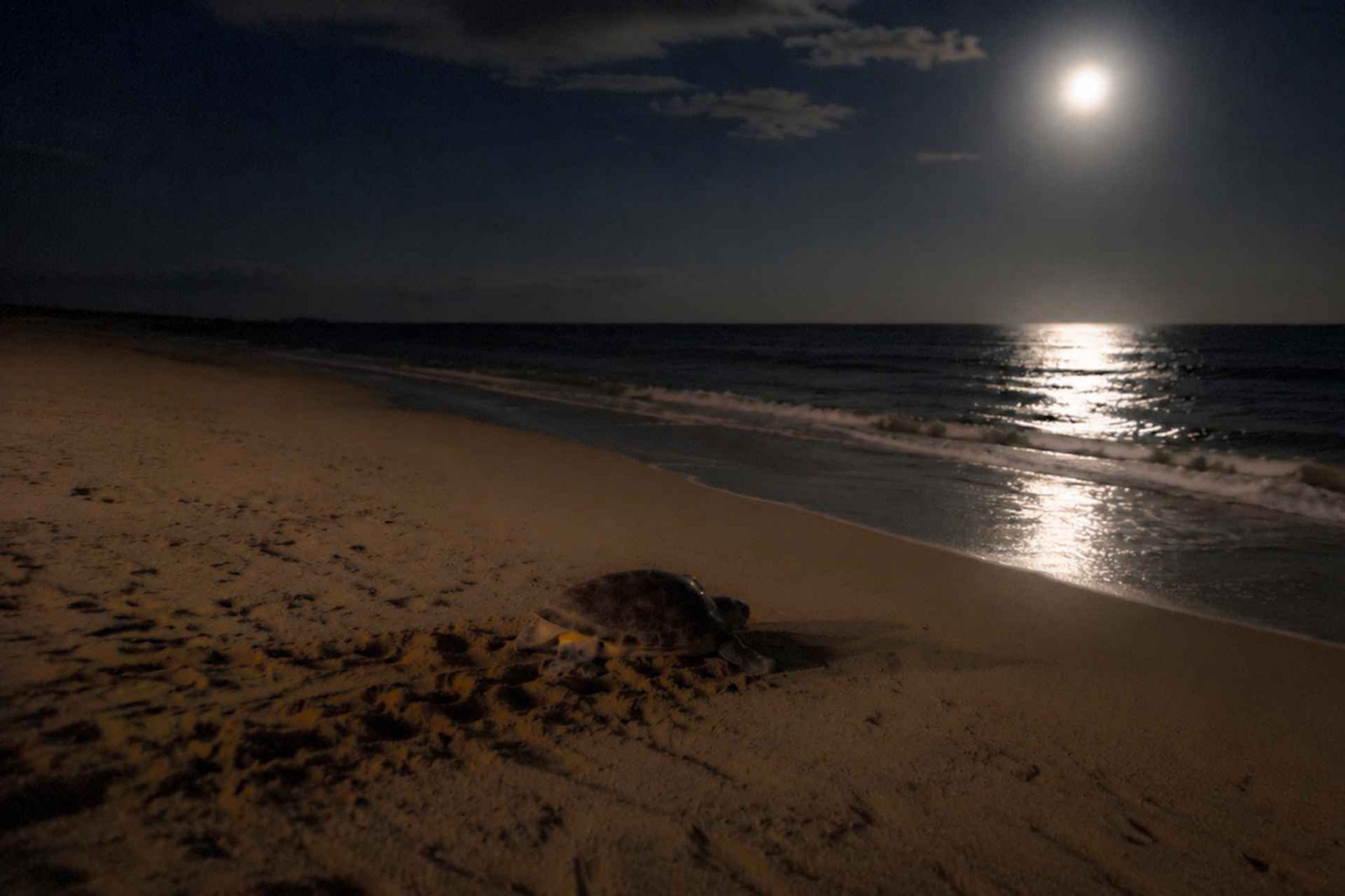 Boa Vista : expérience éthique certifiée sur la nidification des tortues