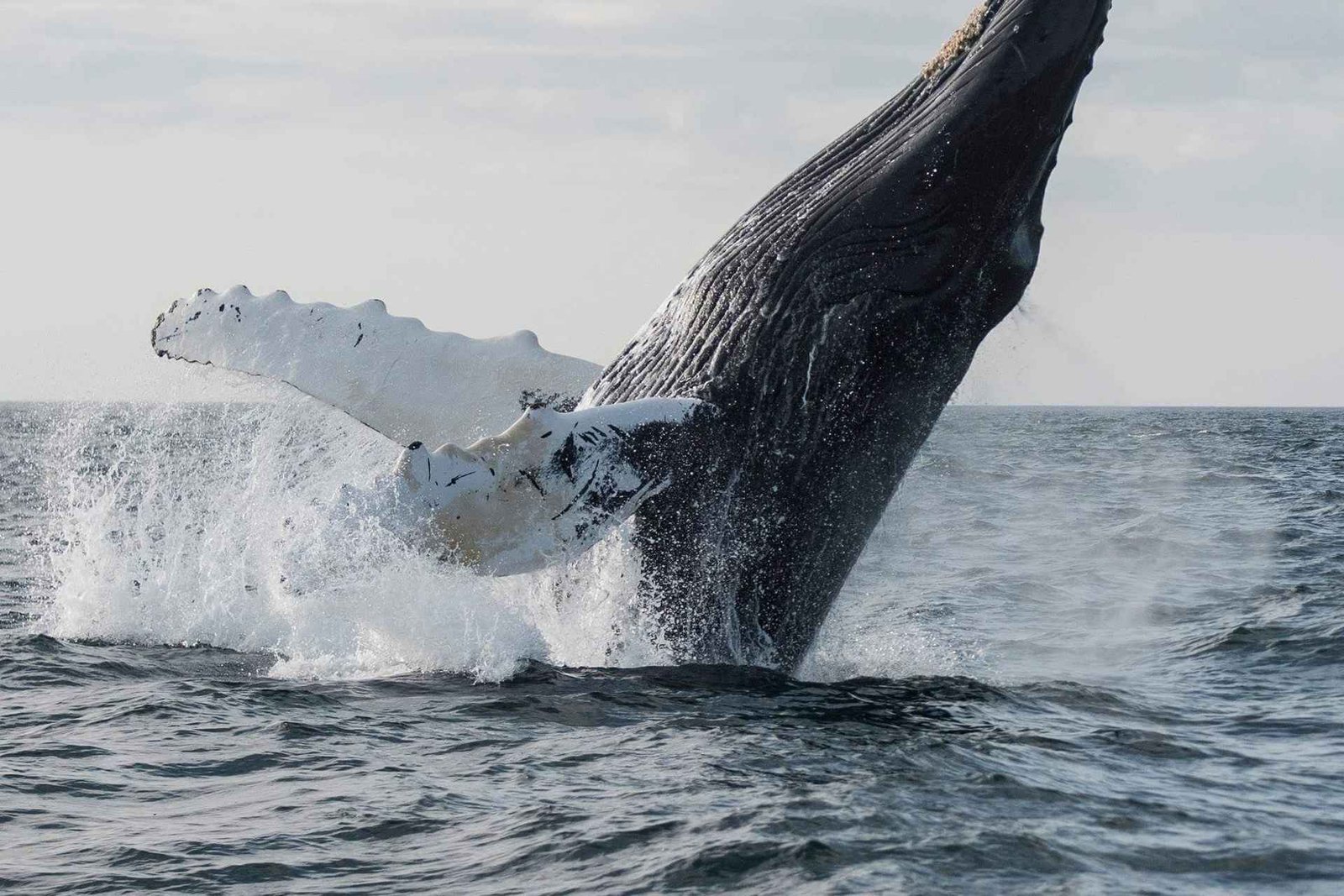 Boavista : excursion d'une demi-journée pour l'observation des baleines