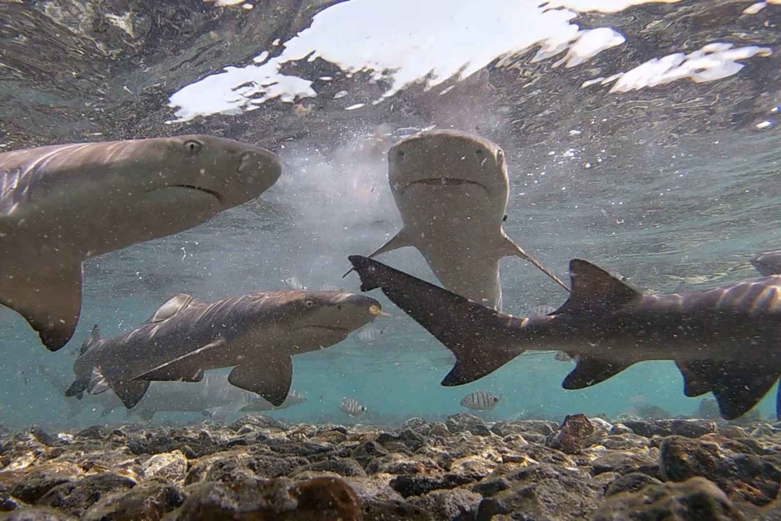 Île de Sal : éco-excursion d'observation des requins citrons au départ de Santa Maria