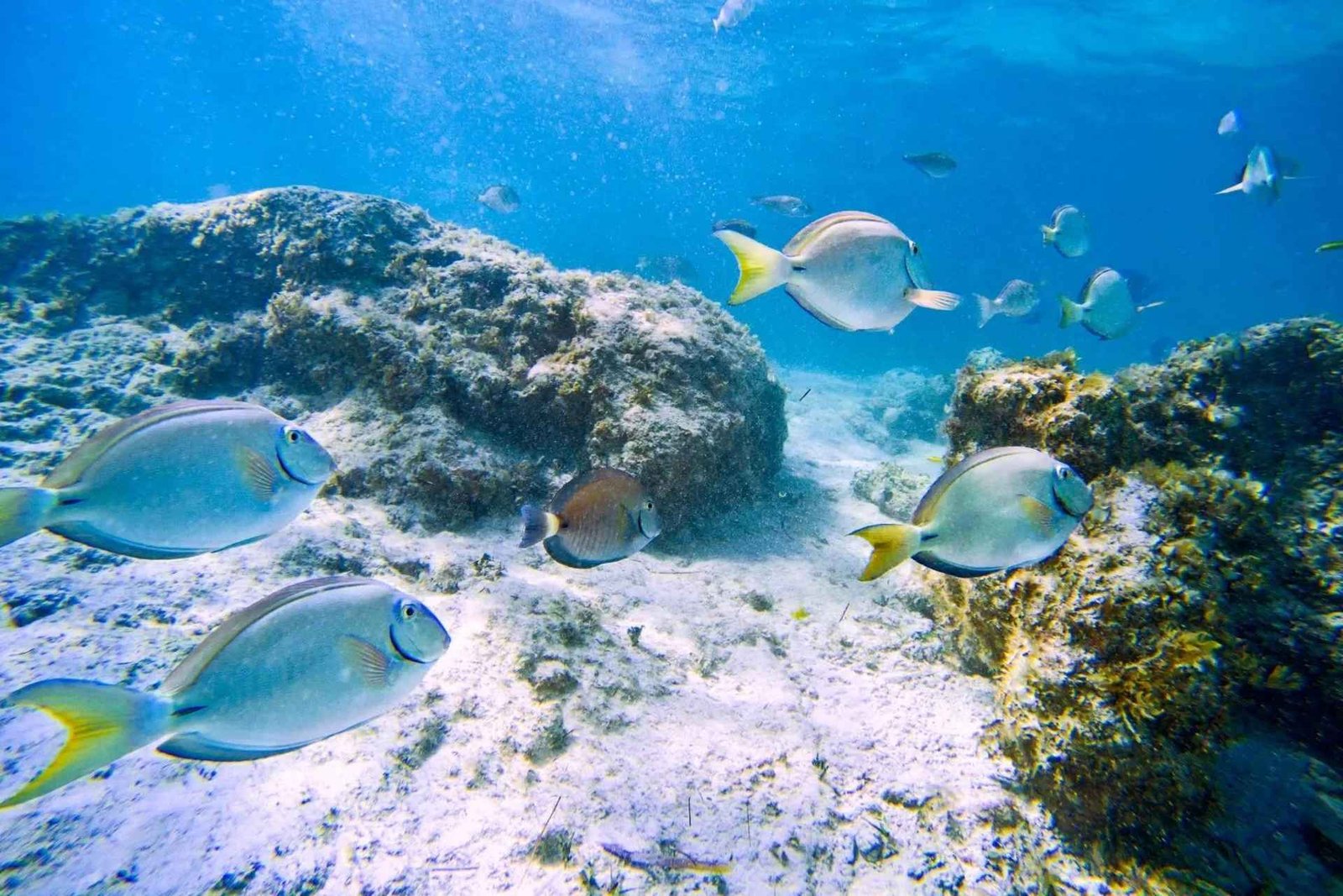 Ilha Do Sal : plongée avec tuba avec un guide de la région
