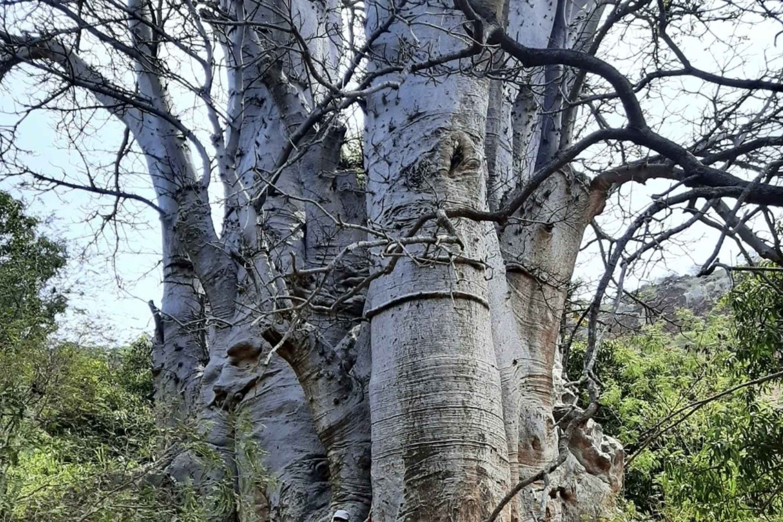 Praia: Mysterious Baobab, Green Valley and Old Town Hike