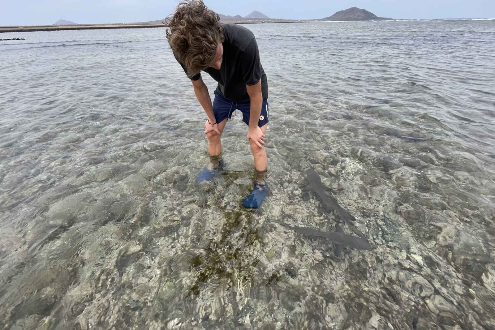 Sal: Lemon Shark Bay and Pedra de Lume Salt Lakes Tour