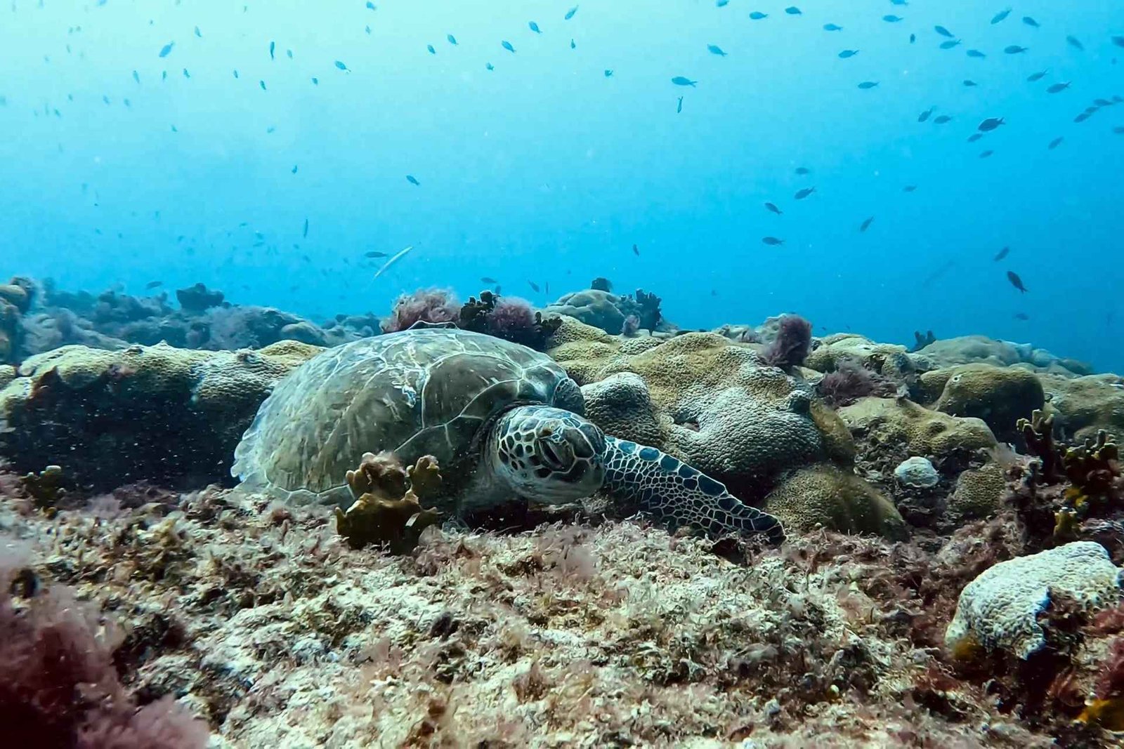 Sal : sortie snorkeling avec des tortues de mer et un guide