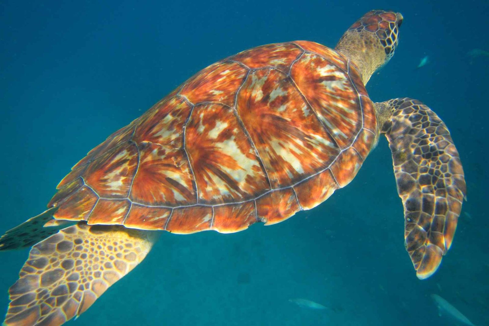 São Vicente : Excursion de natation et de plongée en apnée avec les tortues de mer