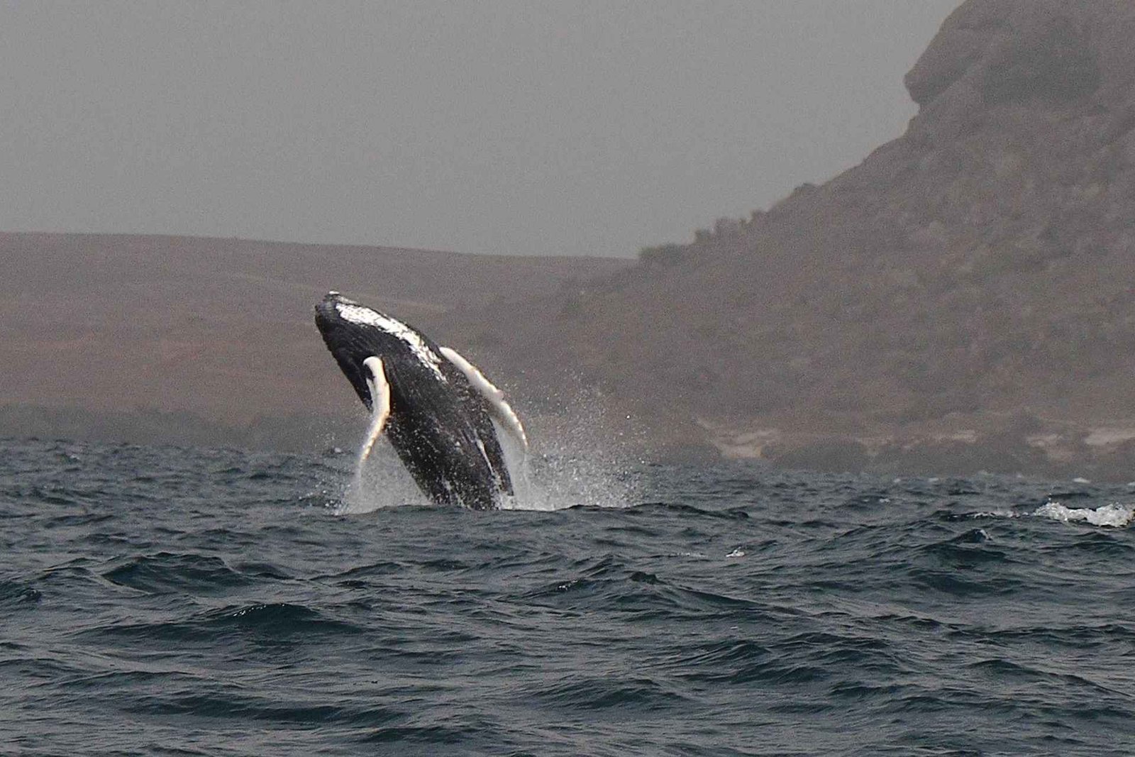 Whale watching tour SEASONAL